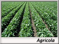 Agricola